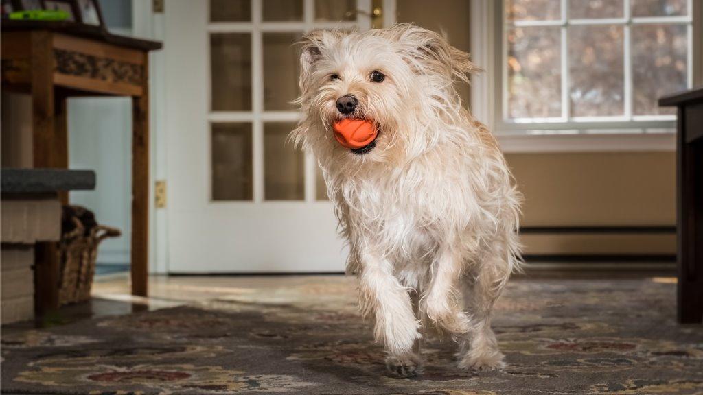 留守番 しつけにおすすめ犬用おもちゃ6選 犬を育てる ぷにぷにpaw ポー