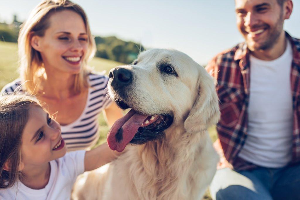 ペット保険があると安心な理由を徹底解説 犬と暮らす ぷにぷにpaw ポー