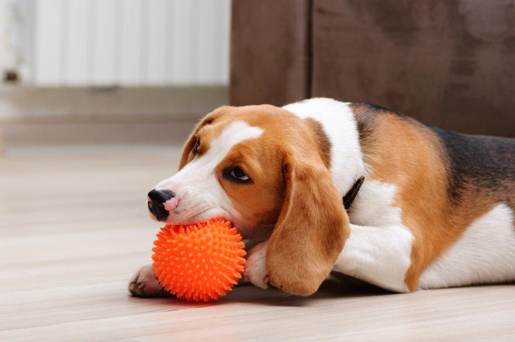 愛犬と一緒に家でできるおすすめの遊び方と注意点 犬を育てる ぷにぷにpaw ポー