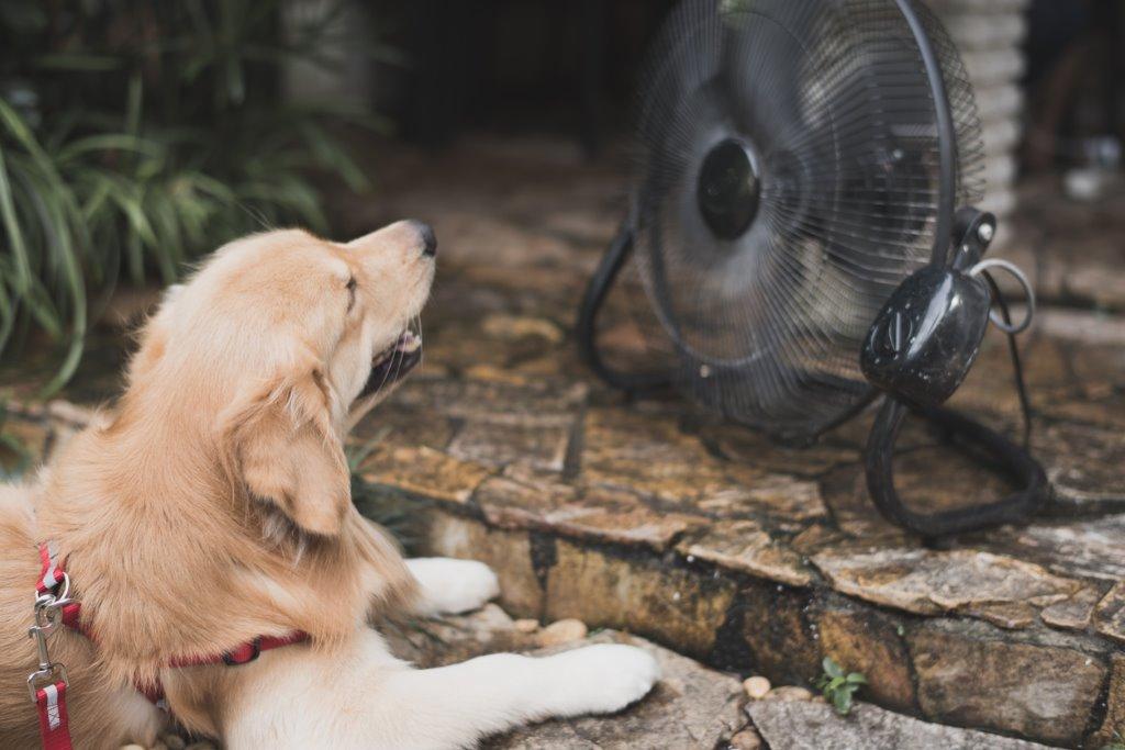 知っておこう 犬が熱中症になってしまった時の応急処置 犬を育てる ぷにぷにpaw ポー