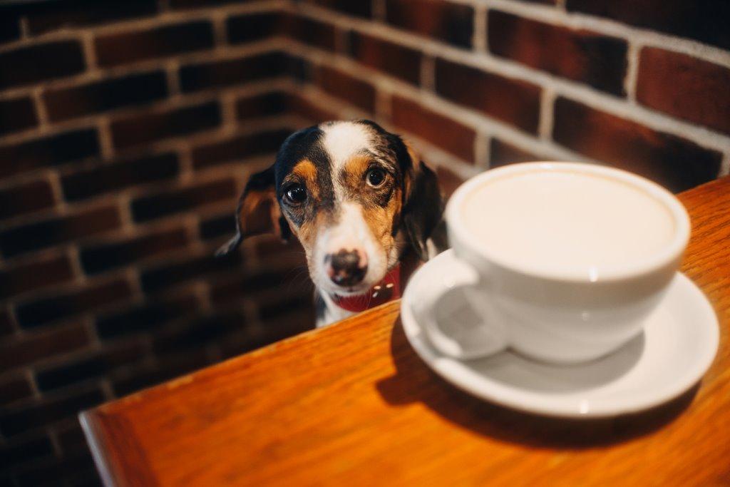 子犬を家に迎えたら 住環境に配慮を 犬を育てる ぷにぷにpaw ポー