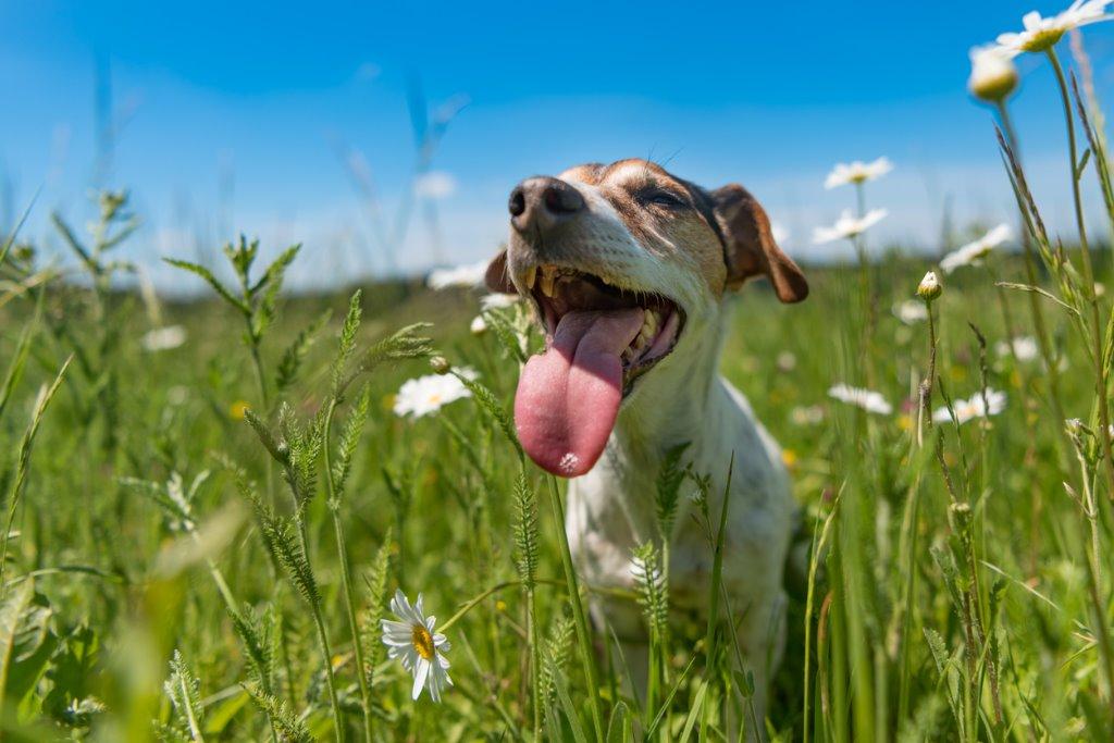 知っておこう 犬が熱中症になってしまった時の応急処置 犬を育てる ぷにぷにpaw ポー