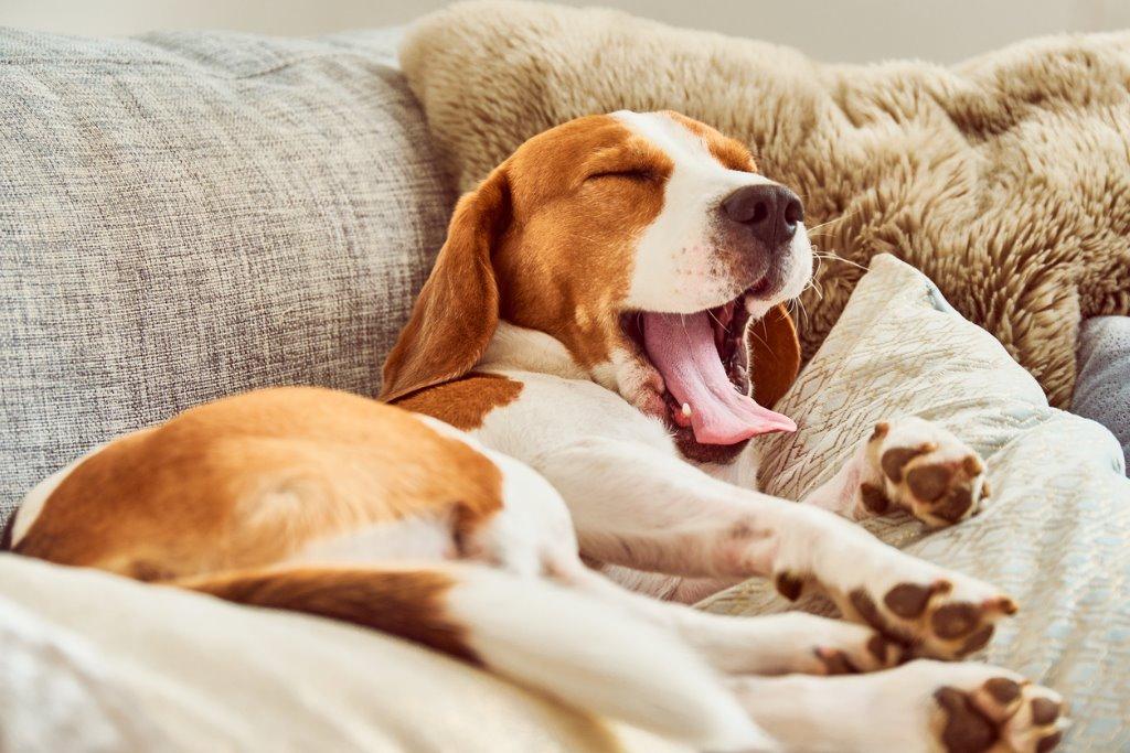 犬があくびをする5つの理由 ストレスのサインかも 犬を知る ぷにぷにpaw ポー