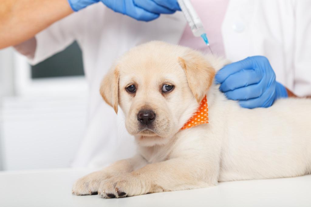 子犬のワクチン接種は何回打てばいいの？種類は？｜犬を育てる｜ぷにぷにpaw（ポー）