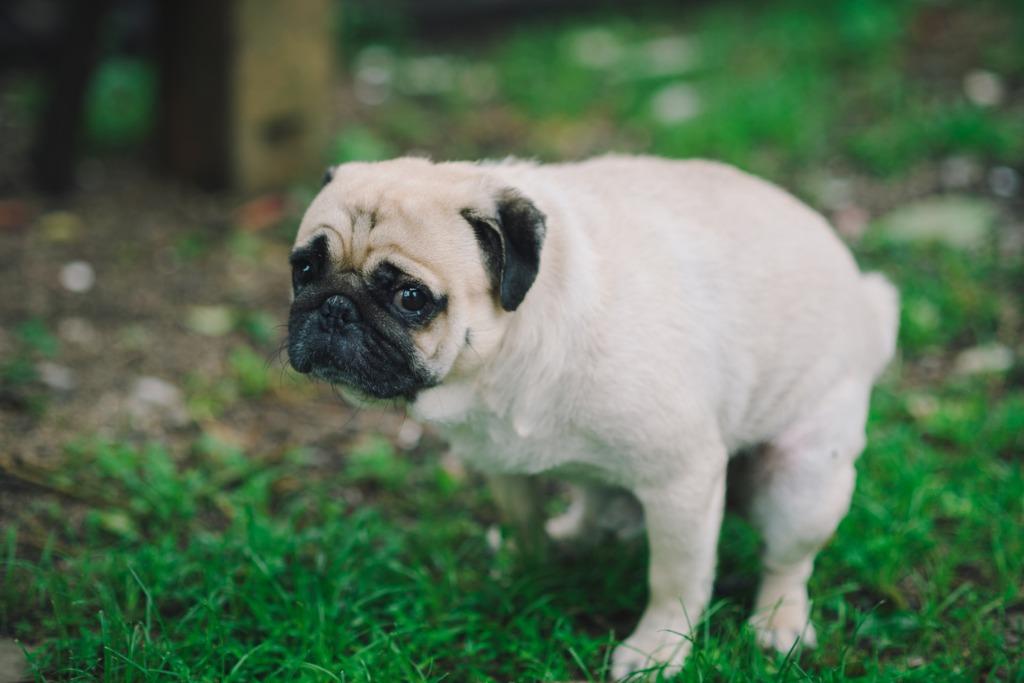 愛犬が下痢をしてしまった時に考えられる4つの原因 犬を育てる ぷにぷにpaw ポー