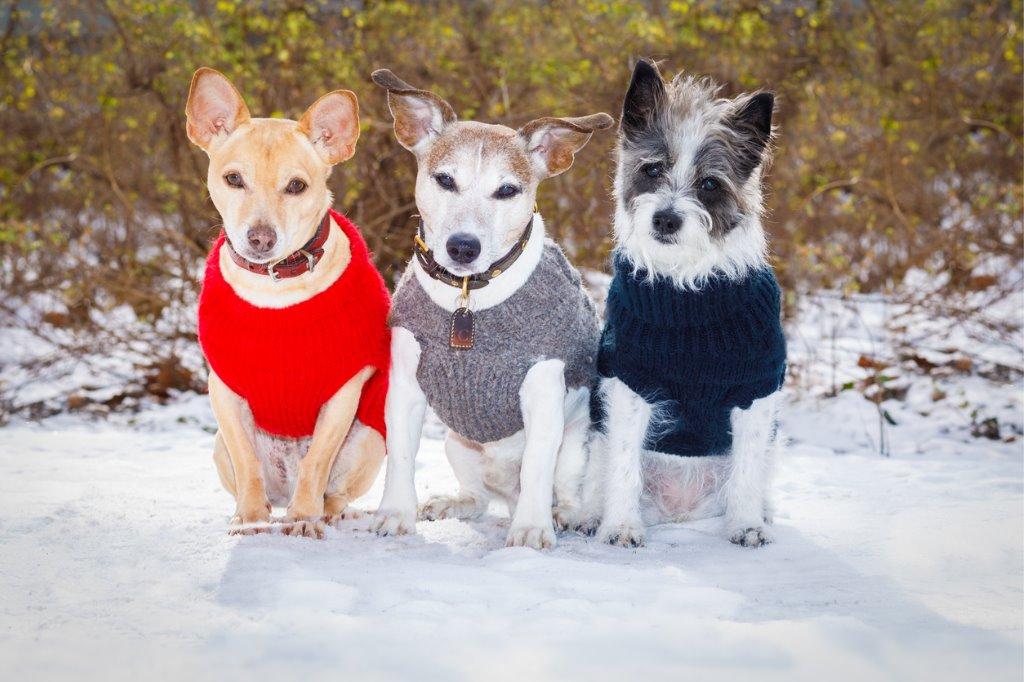 寒い冬にぴったりな犬のお洋服 選び方2選 犬を育てる ぷにぷにpaw ポー