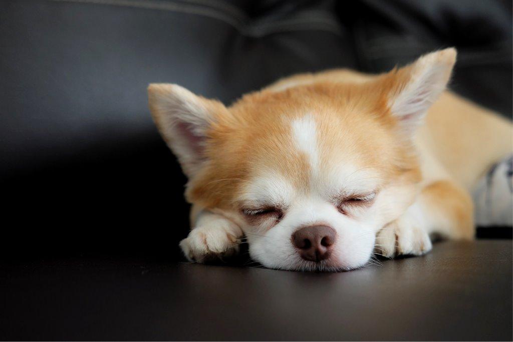 犬も寝る子は育つ?子犬の睡眠時間が長い理由｜犬を育てる｜ぷにぷにpaw（ポー）