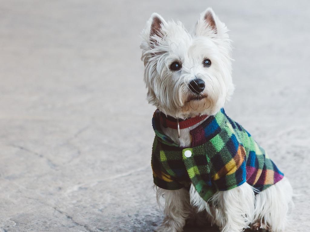 意外に難しい 犬の服の選び方 犬を育てる ぷにぷにpaw ポー