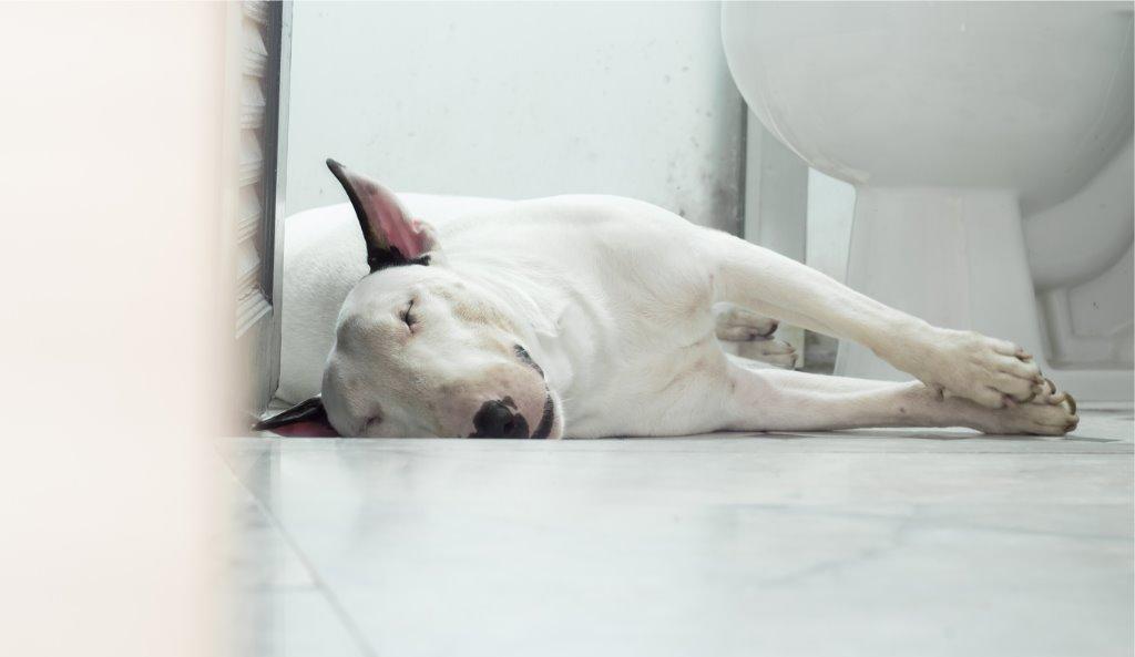 犬がトイレで寝るときの対処法について 犬を育てる ぷにぷにpaw ポー