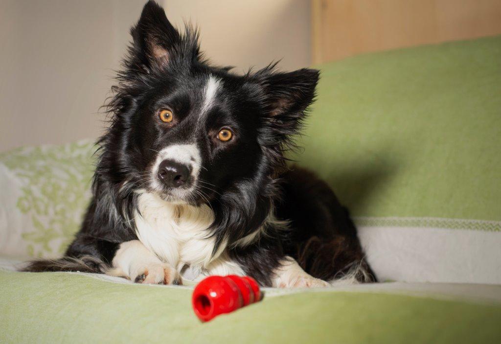 留守番 しつけにおすすめ犬用おもちゃ6選 犬を育てる ぷにぷにpaw ポー