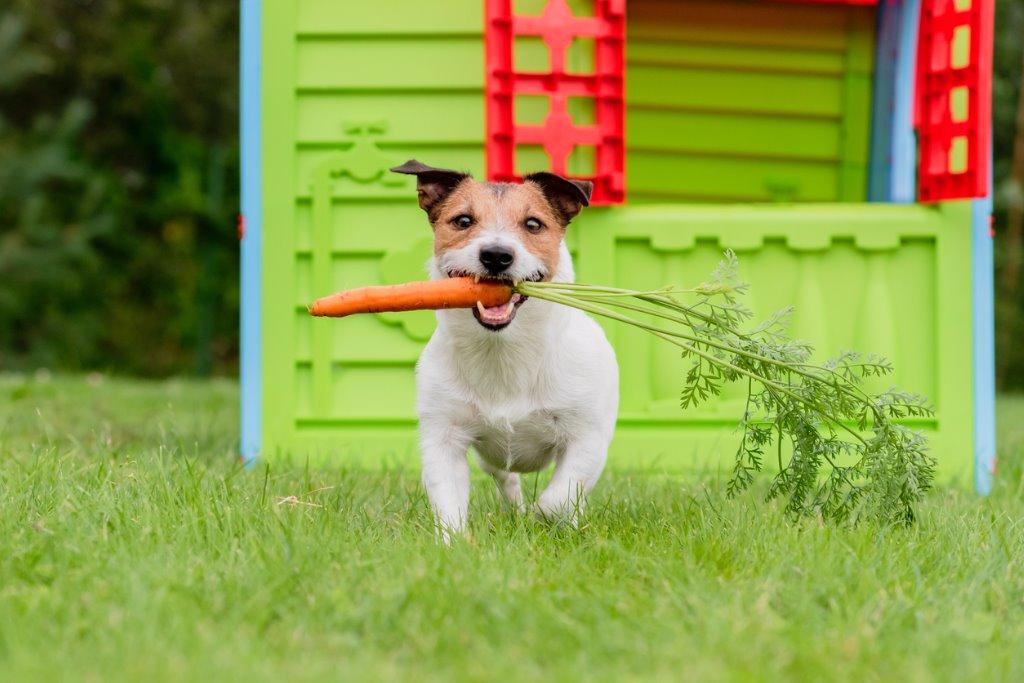 犬にあげるおやつは人間の食べ物でもよい 犬を育てる ぷにぷにpaw ポー