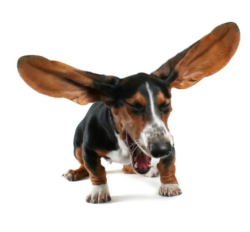 優れた聴覚を持つ食いしん坊犬が面白い 犬ニュース ぷにぷにpaw ポー
